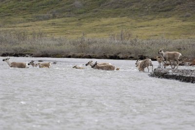 Caribou, Herd, crossing river-062609-ANWR, Aichilik River, AK-#0456.jpg