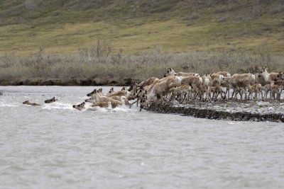 Caribou, Herd, crossing river-062609-ANWR, Aichilik River, AK-#0538.jpg