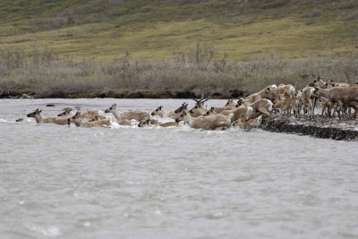 Caribou, Herd, crossing river-062609-ANWR, Aichilik River, AK-#0542.jpg