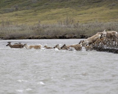Caribou, Herd, crossing river-062609-ANWR, Aichilik River, AK-#0547.jpg