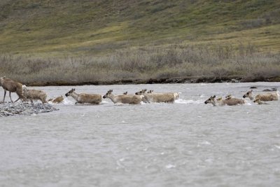 Caribou, Herd, crossing river-062609-ANWR, Aichilik River, AK-#0563.jpg