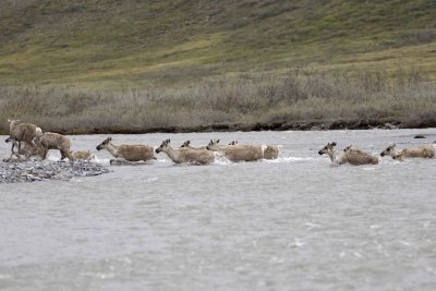 Caribou, Herd, crossing river-062609-ANWR, Aichilik River, AK-#0564.jpg