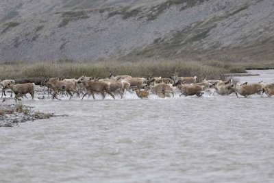 Caribou, Herd, crossing river-062609-ANWR, Aichilik River, AK-#0570.jpg