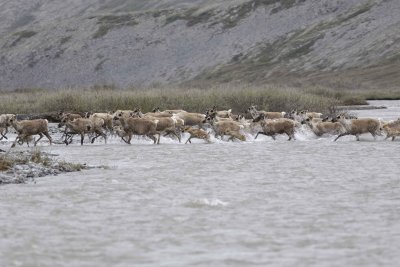 Caribou, Herd, crossing river-062609-ANWR, Aichilik River, AK-#0571.jpg