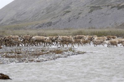 Caribou, Herd, crossing river-062609-ANWR, Aichilik River, AK-#0581.jpg