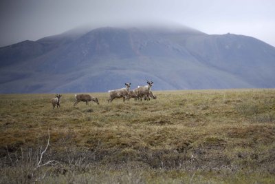 Caribou, Herd, moving up onto tundra-062609-ANWR, Aichilik River, AK-#0816.jpg