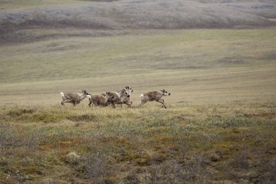 Caribou, Herd, moving up onto tundra-062609-ANWR, Aichilik River, AK-#0841.jpg