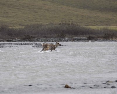 Caribou, Cow & Calf, crossing river-062709-ANWR, Aichilik River, AK-#0495.jpg