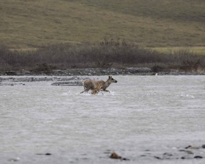 Caribou, Cow & Calf, crossing river-062709-ANWR, Aichilik River, AK-#0497.jpg