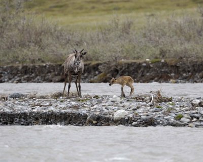 Caribou, Cow, returned to very young Calf-062709-ANWR, Aichilik River, AK-#0688.jpg