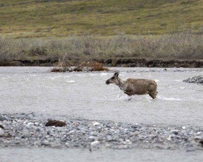 Caribou, Cow, trying to get very young Calf to follow-062709-ANWR, Aichilik River, AK-#0740.jpg