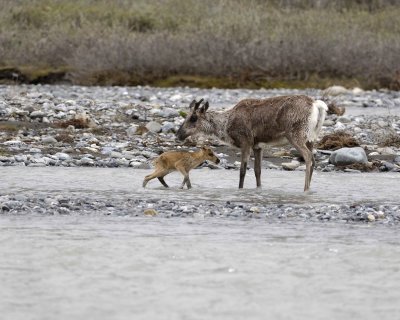Caribou, Cow, very young Calf, finally crossing river-062709-ANWR, Aichilik River, AK-#0892.jpg