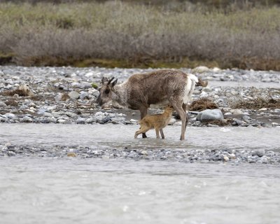 Caribou, Cow, very young Calf, nursing-062709-ANWR, Aichilik River, AK-#0900.jpg