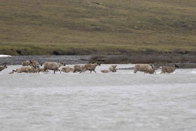 Caribou, Herd, crossing river-062709-ANWR, Aichilik River, AK-#0215.jpg