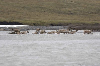 Caribou, Herd, crossing river-062709-ANWR, Aichilik River, AK-#0216.jpg