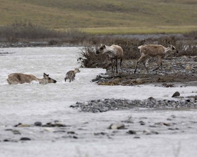 Caribou, Herd, crossing river-062709-ANWR, Aichilik River, AK-#0250.jpg