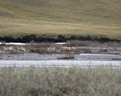 Caribou, Herd, crossing river-062709-ANWR, Aichilik River, AK-#1163.jpg