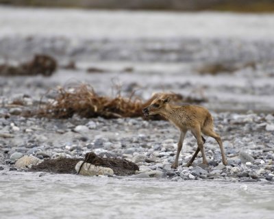 Caribou, very young Calf, calling to Cow-062709-ANWR, Aichilik River, AK-#0965.jpg