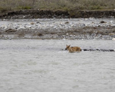 Caribou, very young Calf, crossingr river-062709-ANWR, Aichilik River, AK-#0904.jpg