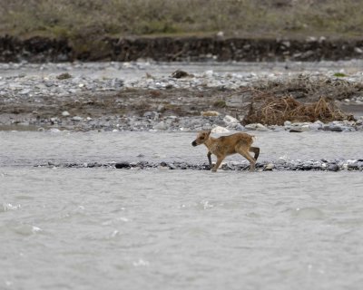 Caribou, very young Calf, finally crossing River-062709-ANWR, Aichilik River, AK-#0902.jpg
