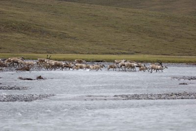 Caribou, Herd, crossing river-062809-ANWR, Aichilik River, AK-#0018.jpg