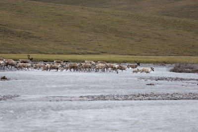 Caribou, Herd, crossing river-062809-ANWR, Aichilik River, AK-#0024.jpg