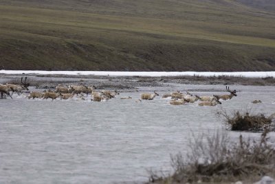 Caribou, Herd, crossing river-062809-ANWR, Aichilik River, AK-#0050.jpg