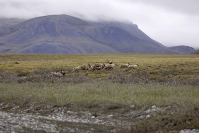 Caribou, Herd, moving up onto tundra-062809-ANWR, Aichilik River, AK-#0066.jpg