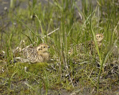 Ptarmigan, Willow, Chick, 2-070109-Savage River, Denali National Park, AK-#0386.jpg