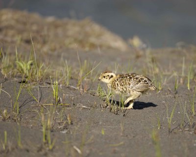 Ptarmigan, Willow, Chick-070109-Savage River, Denali National Park, AK-#0116.jpg