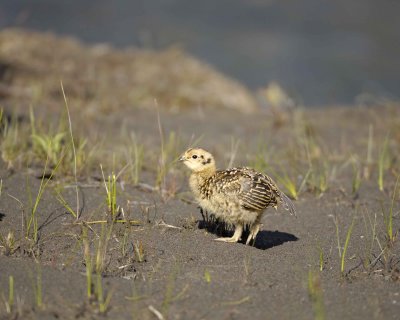 Ptarmigan, Willow, Chick-070109-Savage River, Denali National Park, AK-#0148.jpg