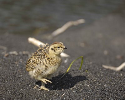 Ptarmigan, Willow, Chick-070109-Savage River, Denali National Park, AK-#0269.jpg