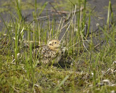 Ptarmigan, Willow, Chick-070109-Savage River, Denali National Park, AK-#0366.jpg