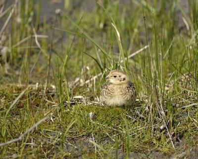 Ptarmigan, Willow, Chick-070109-Savage River, Denali National Park, AK-#0396.jpg