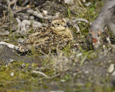 Ptarmigan, Willow, Chick-070109-Savage River, Denali National Park, AK-#0466.jpg