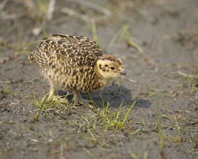 Ptarmigan, Willow, Chick-070409-Savage River, Denali National Park, AK-#0137.jpg