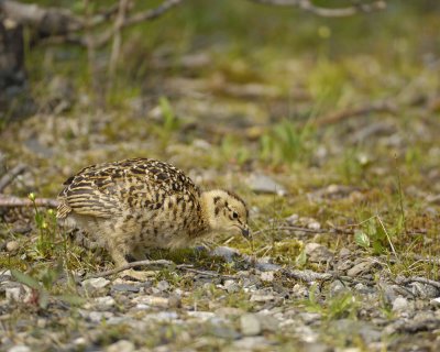 Ptarmigan, Willow, Chick-070409-Savage River, Denali National Park, AK-#0378.jpg