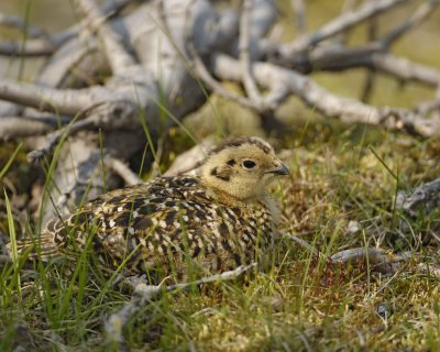 Ptarmigan, Willow, Chick-070409-Savage River, Denali National Park, AK-#0445.jpg