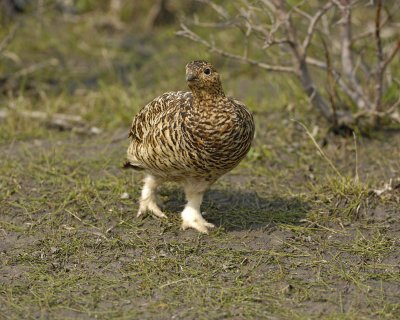 Ptarmigan, Willow, Female-070409-Savage River, Denali National Park, AK-#0231.jpg