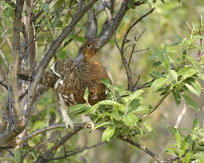 Ptarmigan, Willow, Male, on bush branch-070409-Savage River, Denali National Park, AK-#0360.jpg