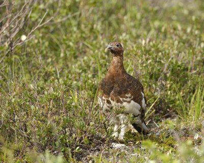 Ptarmigan, Willow, Male-063009-Savage River, Denali National Park, AK-#0206.jpg