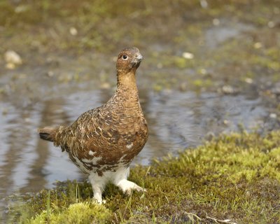 Ptarmigan, Willow, Male-070409-Savage River, Denali National Park, AK-#0280.jpg