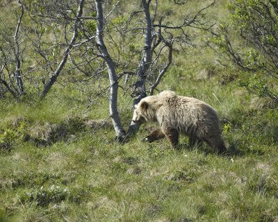 Bear, Grizzly, Cub-070209-Park Road, Denali National Park, AK-#0019.jpg