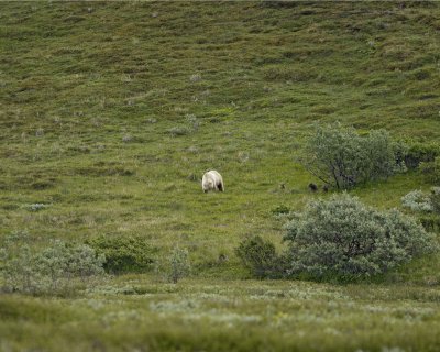Bear, Grizzly, Sow w 3 Cubs-070209-Park Road, Denali National Park, AK-#0150.jpg