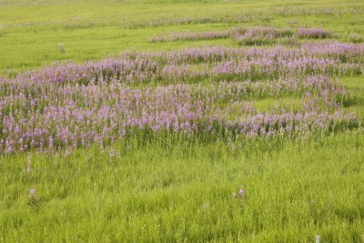 Fireweed-070409-Chena Hot Springs Road, Alaska-#0856.jpg