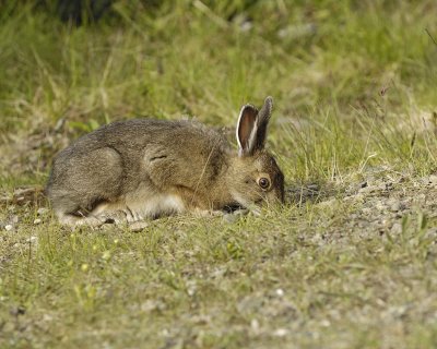 Hare, Snowshoe-070109-Denali National Park, AK-#0550.jpg