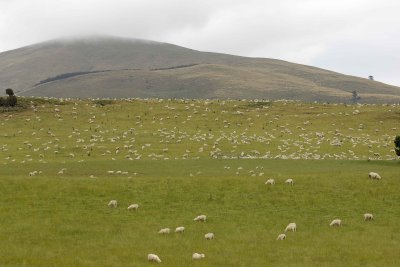 New Zealand Trip Notes