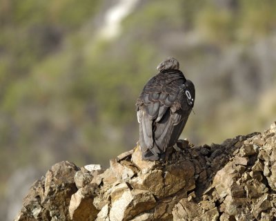 Carmel, Big Sur and Piedras Blancas, CA Trip Notes