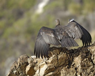 Condor, California-010210-Big Sur, CA-#0556.jpg