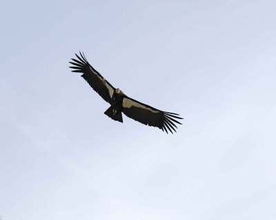 Condor, California-010210-Big Sur, CA-#0612.jpg